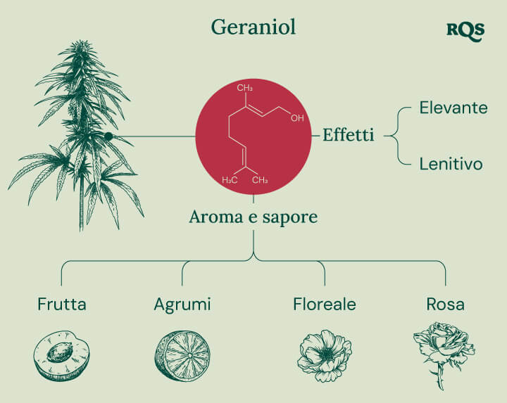 Infografica che illustra le caratteristiche del terpene geraniolo, evidenziando i suoi effetti lenitivi e stimolanti, la potenziale interazione con i recettori cannabinoidi e il suo ruolo nell'amplificazione degli effetti del THC nei prodotti a base di cannabis.