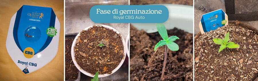 Fase di germinazione della varietà di cannabis Royal CBG Auto. Le immagini mostrano la progressione dai semi a piccoli germogli che emergono dal terreno, indicando una crescita sana nelle prime fasi del processo di coltivazione.