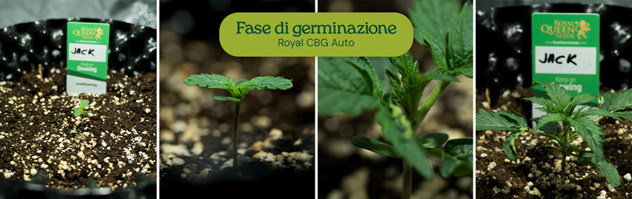 Germinazione dei semi di cannabis: le immagini mostrano i semi di Royal Jack Auto immersi in acqua, piantati in un vaso di tessuto e germinati in giovani piantine di cannabis.