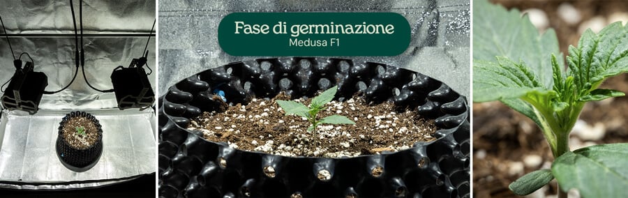 Collage di germinazione Medusa F1: piantina sotto luci da coltivazione, primo piano di prime foglie verdi e crescita in un contenitore nero con miscela di terra e perlite.