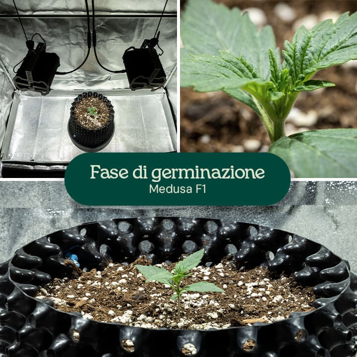 Collage di germinazione Medusa F1: piantina sotto luci da coltivazione, primo piano di prime foglie verdi e crescita in un contenitore nero con miscela di terra e perlite.