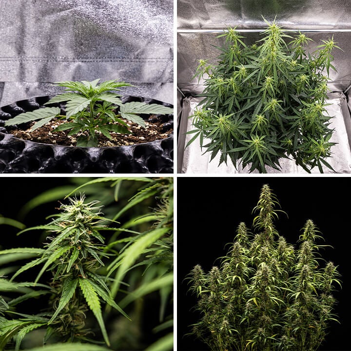 Collage di immagini della varietà Goat’lato Auto, un’autofiorente potente di Royal Queen Seeds e Tyson 2.0, con crescita compatta, cime viola e una resa fino a 450 g/m². Ideale per coltivazioni indoor.