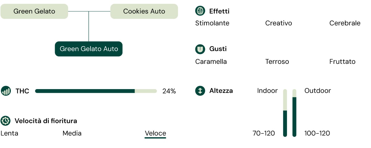 Green Gelato Auro Characteristics