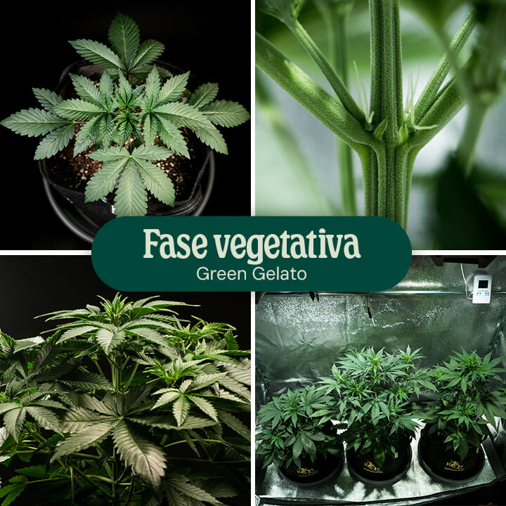 Green Gelato Vegetative Phase