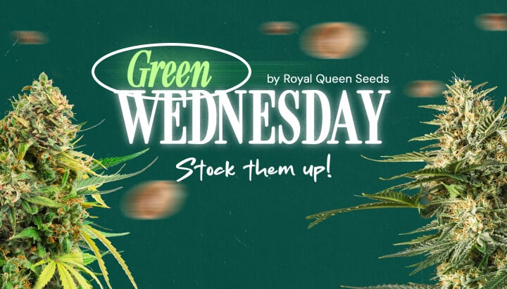 Banner promozionale Green Wednesday 2024 di Royal Queen Seeds con cime di cannabis, con la frase 'Falli scorta!'