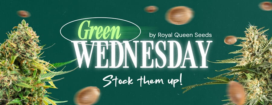 Banner promozionale Green Wednesday 2024 di Royal Queen Seeds con cime di cannabis, con la frase 'Falli scorta!'