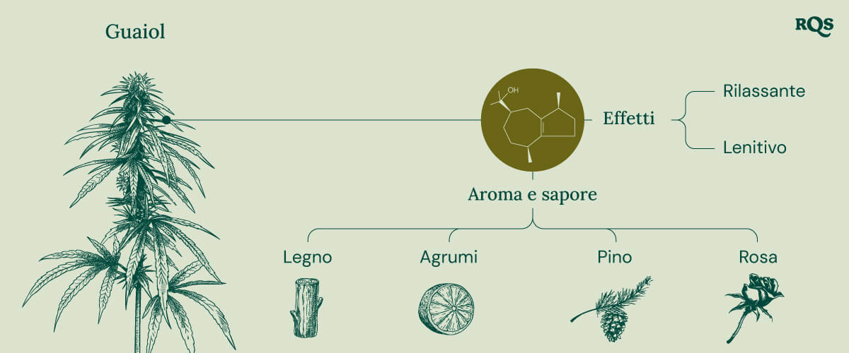 Characteristics of Guaiol Terpene