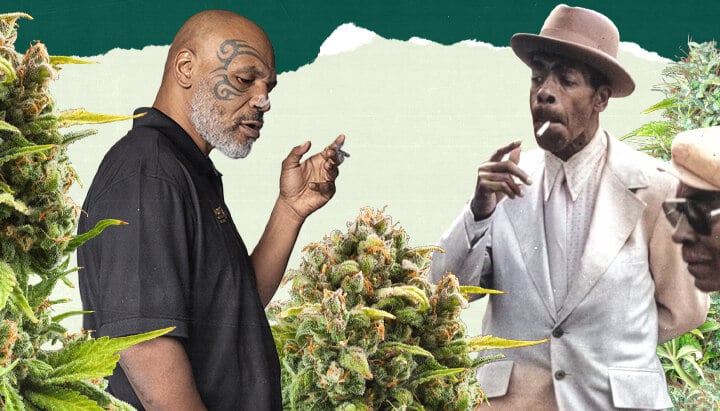 "Una foto di Mike Tyson e un'altra persona in piedi in un rigoglioso campo di cannabis, circondati da alte piante verdi, che evidenzia il legame con la coltivazione della cannabis. "