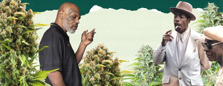 "Una foto di Mike Tyson e un'altra persona in piedi in un rigoglioso campo di cannabis, circondati da alte piante verdi, che evidenzia il legame con la coltivazione della cannabis. "