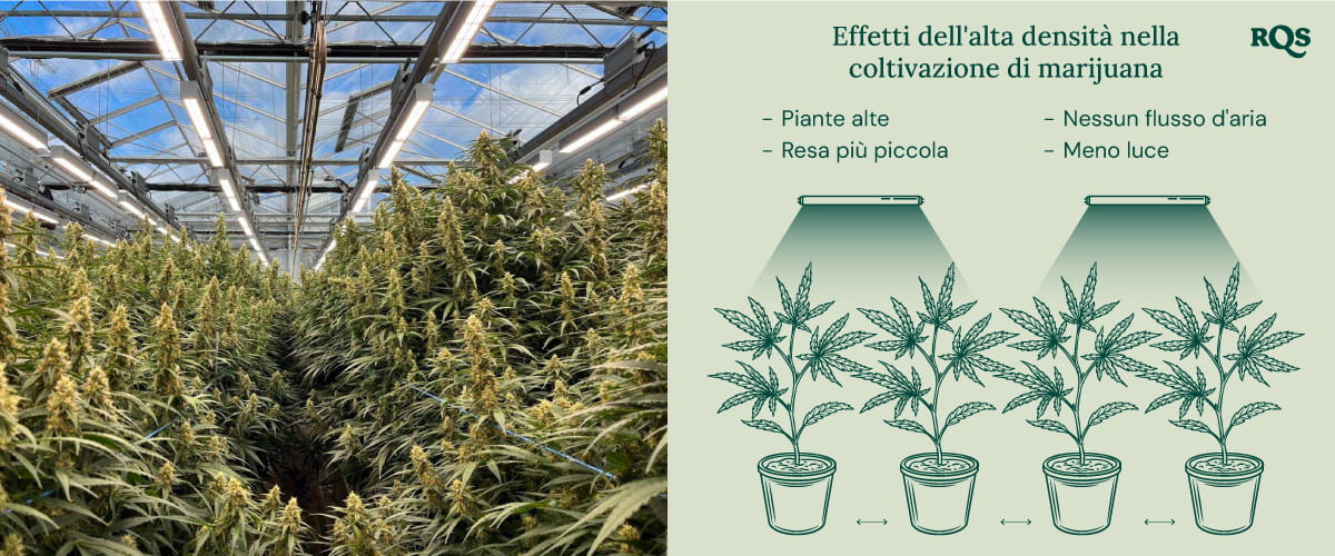 High density in cannabis cultivation