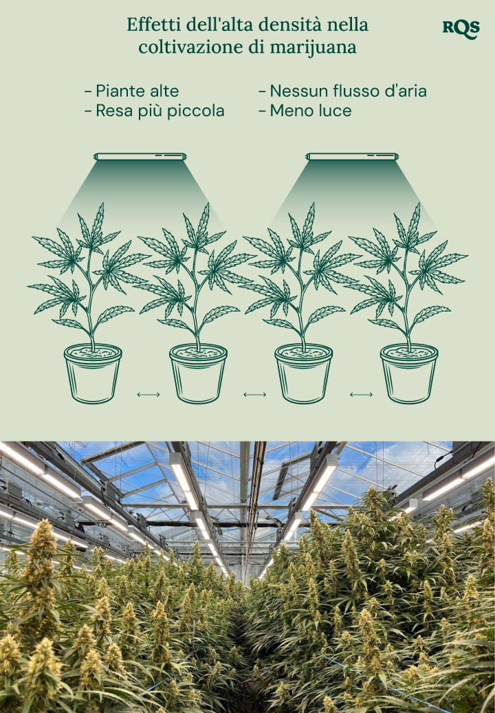 High density in cannabis cultivation