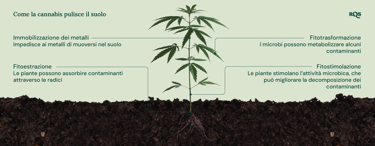 Illustrazione di come il cannabis pulisce il terreno, evidenziando quattro meccanismi: immobilizzazione dei metalli, fitoestrazione, fitotrasformazione e fitostimolazione.