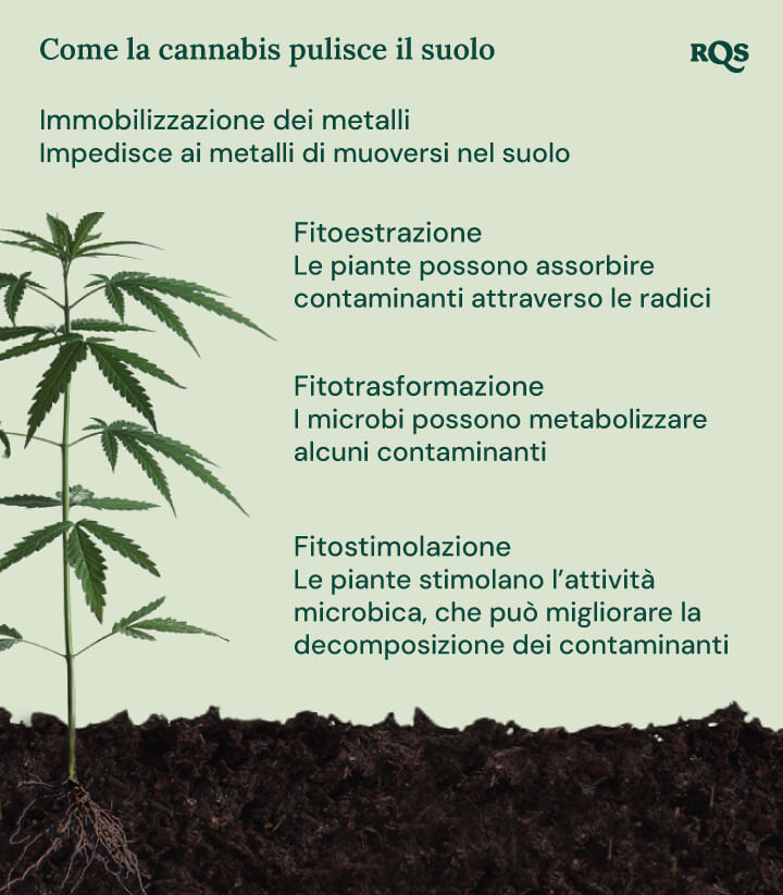 Illustrazione di come il cannabis pulisce il terreno, evidenziando quattro meccanismi: immobilizzazione dei metalli, fitoestrazione, fitotrasformazione e fitostimolazione.