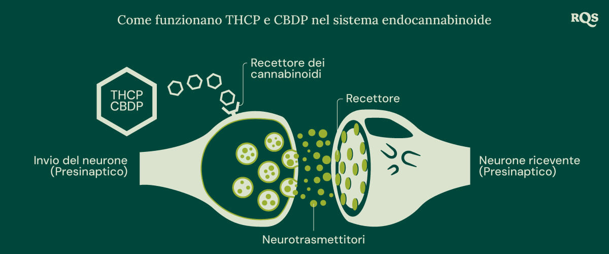 Illustrazione di THCP e CBDP che interagiscono con il sistema endocannabinoide, una rete cruciale di recettori e neurotrasmettitori che regola le principali funzioni corporee.