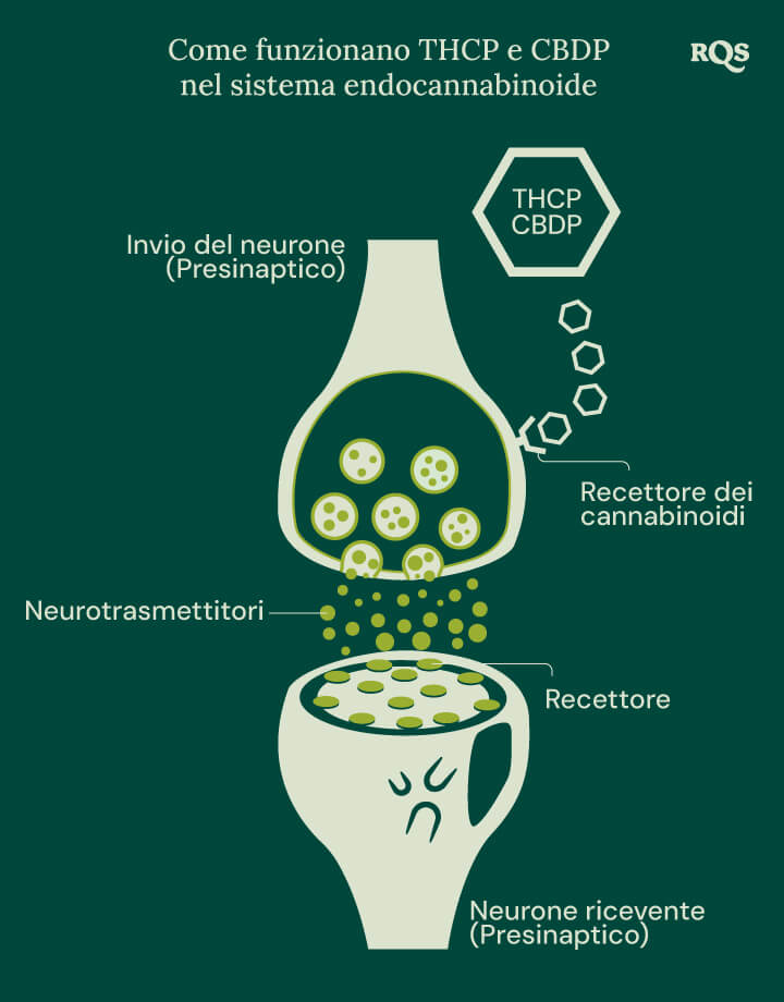 Illustrazione di THCP e CBDP che interagiscono con il sistema endocannabinoide, una rete cruciale di recettori e neurotrasmettitori che regola le principali funzioni corporee.