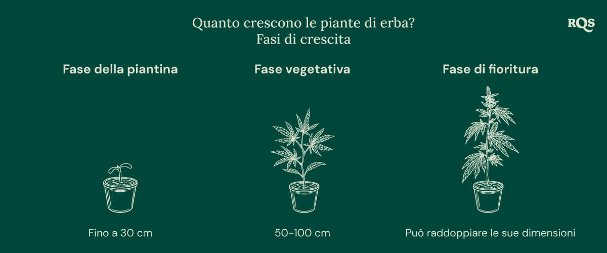 How tall weed plants grow