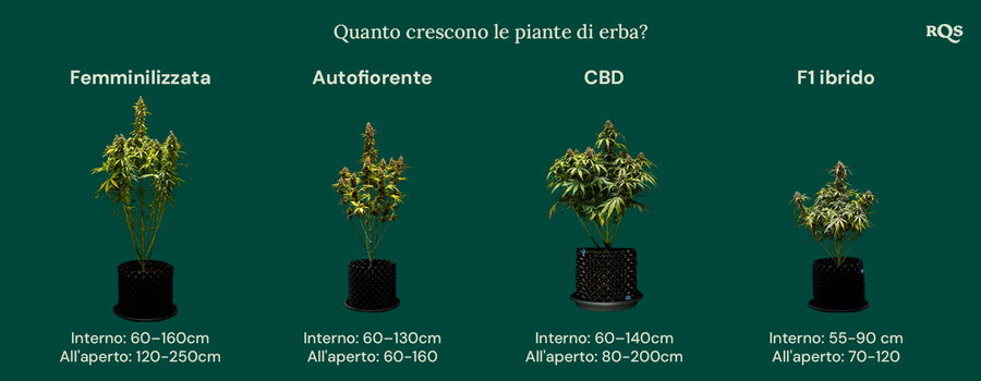 How tall weed plants grow by categories