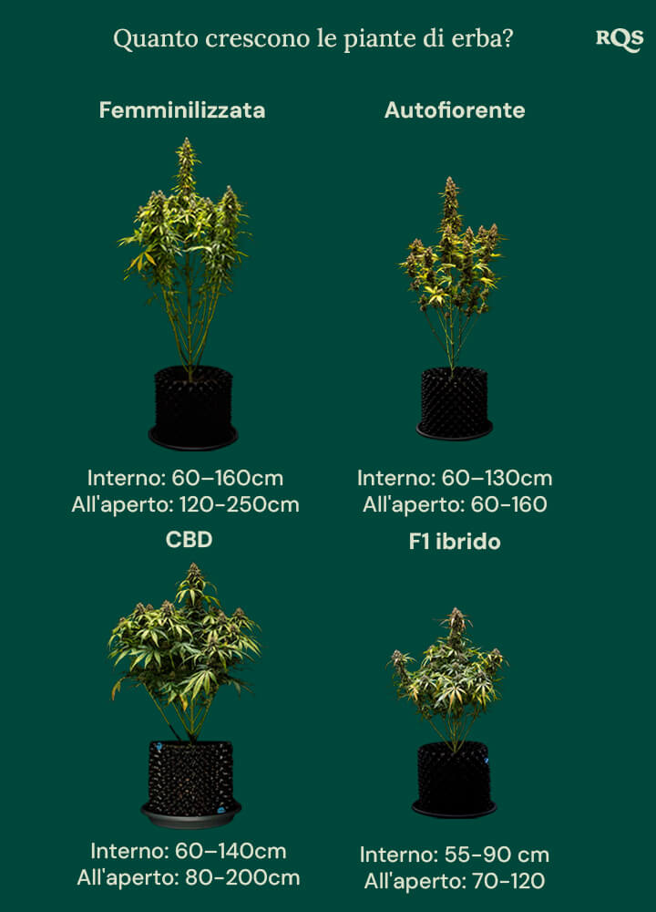 How tall weed plants grow by categories