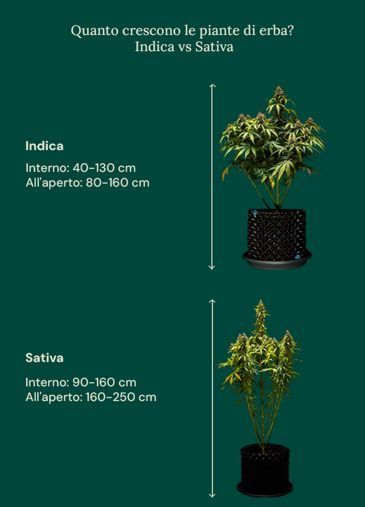 How tall grow weed indica vs sativa