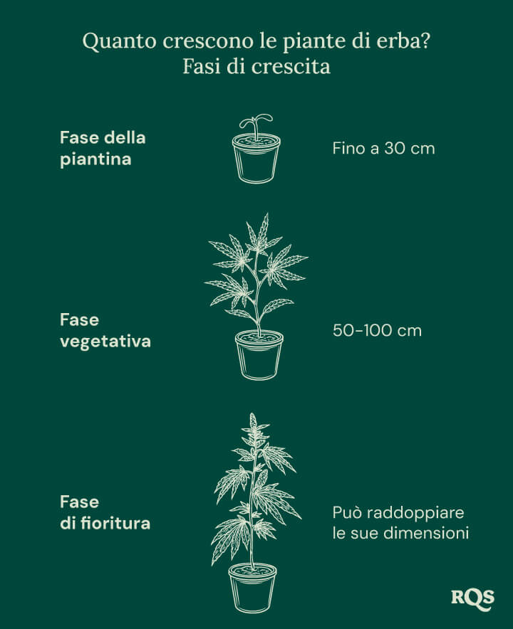 How tall weed plants grow