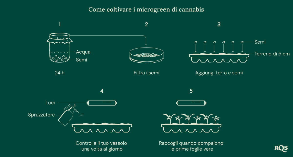 How to grow cannabis microgreens