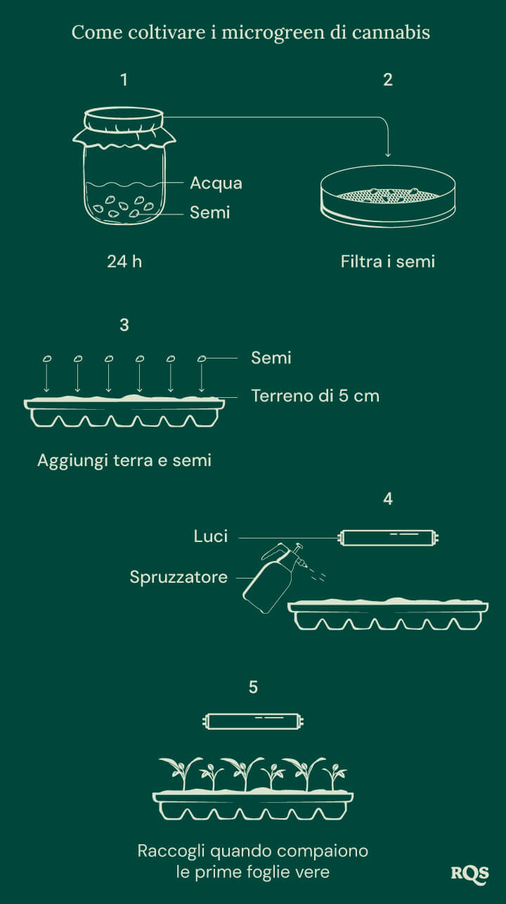 How to grow cannabis microgreens