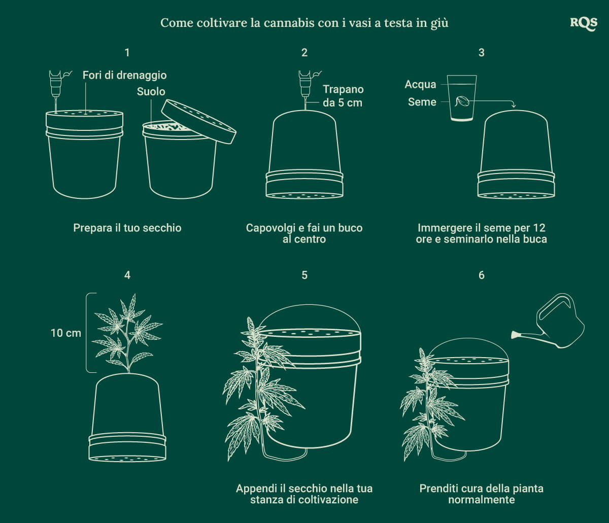 How to grow up dise down cannabis