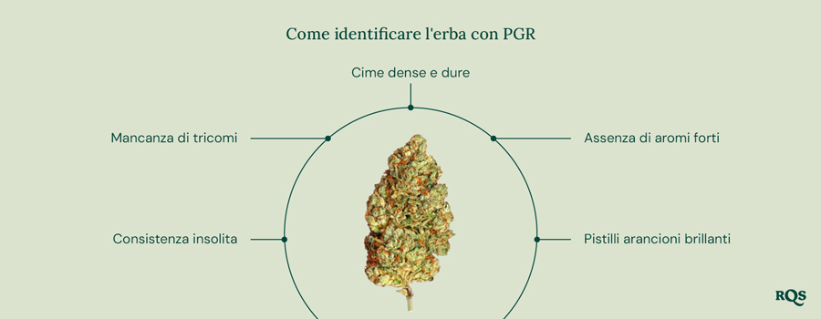 Una guida per identificare la cannabis con PGR, con un elenco delle caratteristiche principali e il logo RQS in basso a destra.