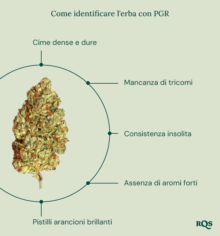 Una guida per identificare la cannabis con PGR, con un elenco delle caratteristiche principali e il logo RQS in basso a destra.