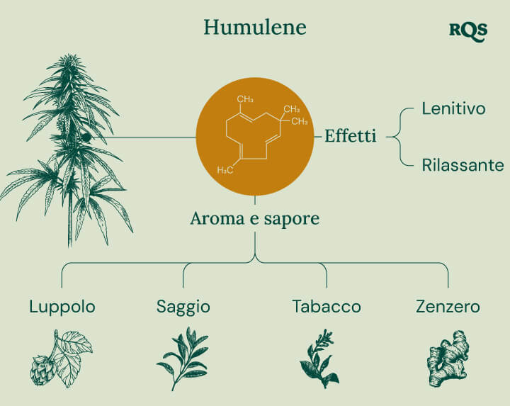 Humulene in cannabis