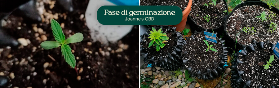 Joanne's  CBD Germination