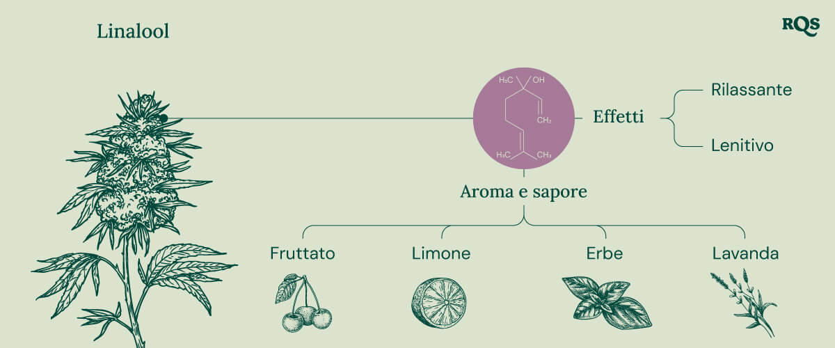 Grafico che illustra le caratteristiche del linalolo nella cannabis, evidenziando i suoi effetti lenitivi come rilassamento, beatitudine ed euforia, insieme al profilo aromatico che favorisce stati di meditazione e contemplazione.