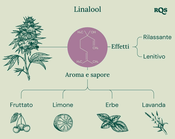 Grafico che illustra le caratteristiche del linalolo nella cannabis, evidenziando i suoi effetti lenitivi come rilassamento, beatitudine ed euforia, insieme al profilo aromatico che favorisce stati di meditazione e contemplazione.