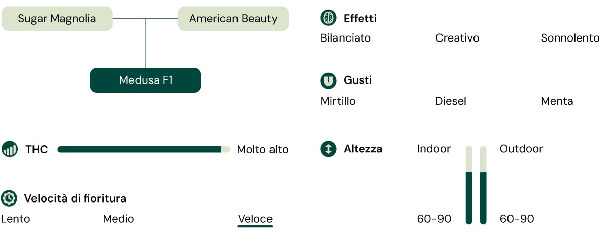 Diagramma della varietà di cannabis Medusa F1: Sugar Magnolia x American Beauty. Alta concentrazione di THC, fioritura rapida, altezza 60-90 cm, sapori di mirtillo, diesel, menta, effetti equilibrati, creativi, rilassanti.