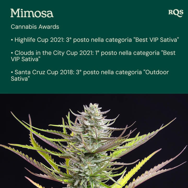 La varietà di cannabis Mimosa premiata a destra, che mostra i suoi prestigiosi riconoscimenti come la Clouds in the City Cup e la Highlife Cup a sinistra.