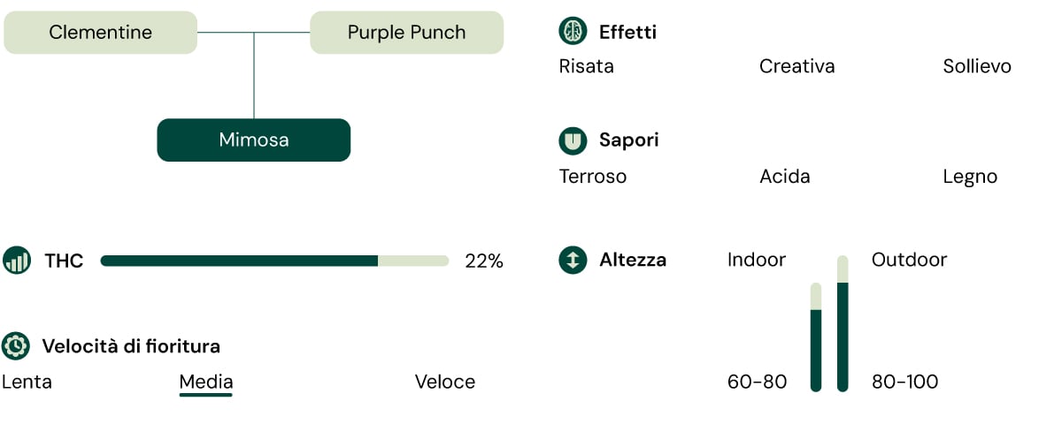 Un confronto visivo della varietà di cannabis Mimosa, evidenziando il contenuto di THC, l'altezza di crescita, gli effetti, il profilo di sapore e il tempo di fioritura.