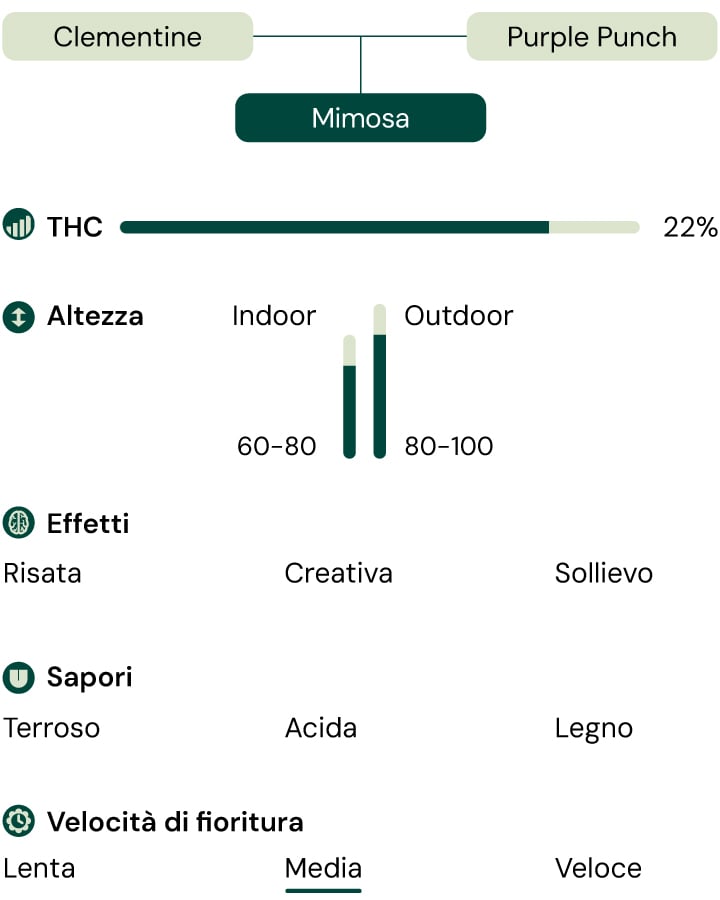 Un confronto visivo della varietà di cannabis Mimosa, evidenziando il contenuto di THC, l'altezza di crescita, gli effetti, il profilo di sapore e il tempo di fioritura.