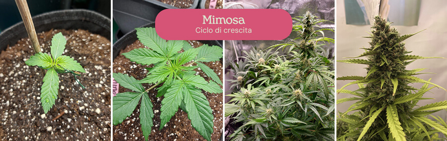 Questo collage in quattro fasi mostra vividamente la crescita della varietà di cannabis Mimosa, catturandone la trasformazione da una minuscola piantina a una pianta rigogliosa in fiore.