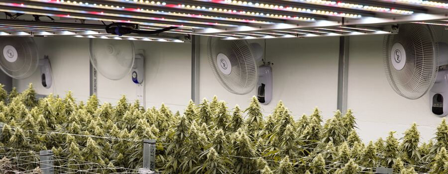 Una grande sala di coltivazione interna con file di piante di cannabis sotto luci intense, con ventilatori e altre attrezzature.