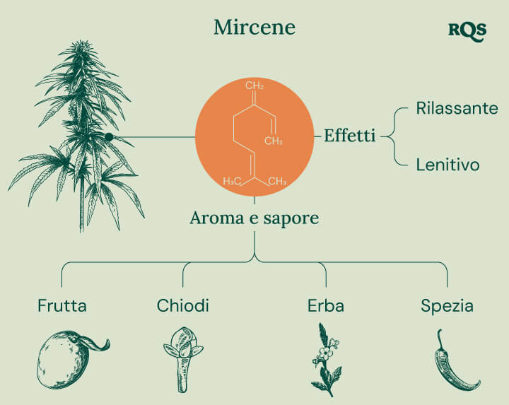 Myrcene Cannabis Characteristics