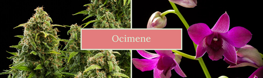 Due immagini affiancate: una pianta di cannabis e un fiore di orchidea, con il testo 'Ocimene' al centro. L'immagine mette in evidenza le fonti naturali del terpene ocimene.