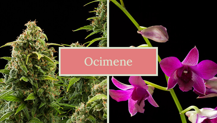 Due immagini affiancate: una pianta di cannabis e un fiore di orchidea, con il testo 'Ocimene' al centro. L'immagine mette in evidenza le fonti naturali del terpene ocimene.