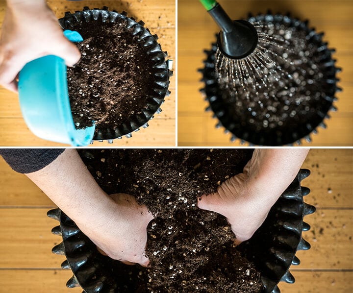 Primo piano di una persona che pianta una pianta verde in un vaso di ceramica, aggiungendo terra, pressandola delicatamente e annaffiandola.