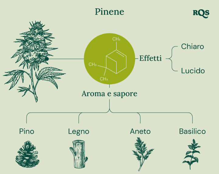 Pinene Cannabis Characteristics