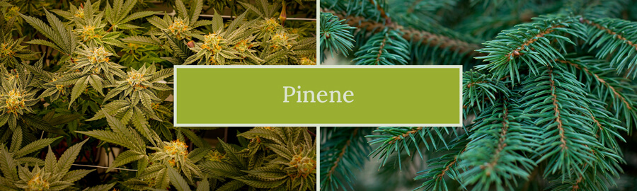 Pinene Cannabis Terpene