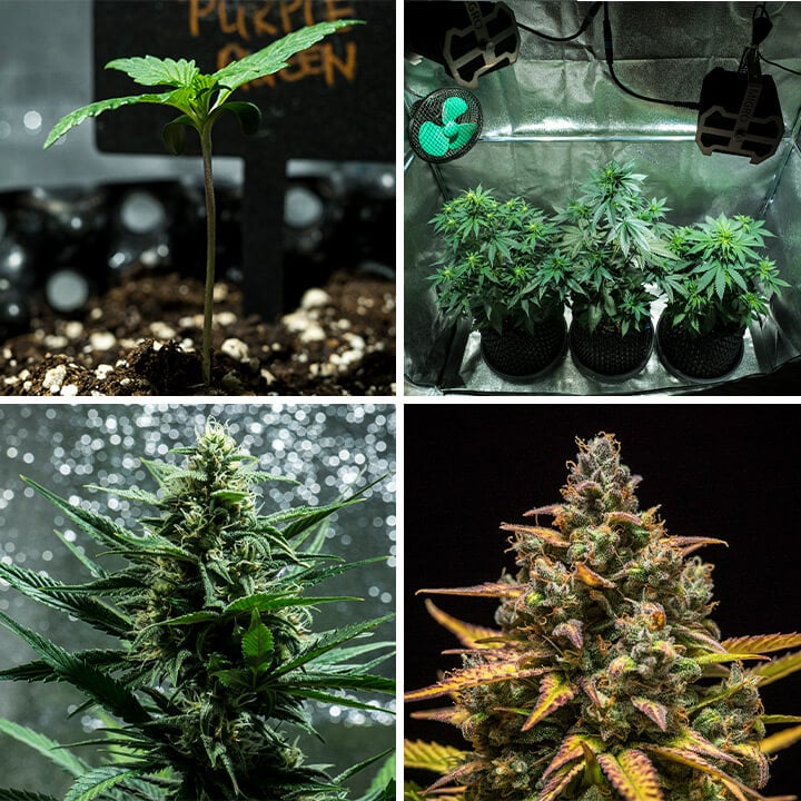 Collage di immagini della varietà Purple Queen Auto di Royal Queen Seeds. Questa autofiorente offre cime viola vivaci, aromi di agrumi e un effetto rilassante. Cresce fino a 90–140 cm indoor e produce fino a 400 g/m² in 8–9 settimane. Ideale per coltivazione indoor.