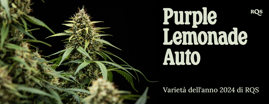 Foto ravvicinata di una pianta di marijuana Purple Lemonade Auto con foglie verdi, peli viola e bianchi, in un vaso. Immagine informativa, non destinata come consiglio medico.