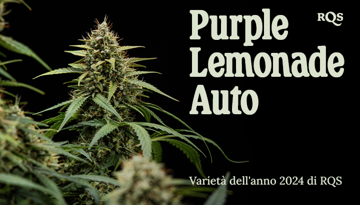 Foto ravvicinata di una pianta di marijuana Purple Lemonade Auto con foglie verdi, peli viola e bianchi, in un vaso. Immagine informativa, non destinata come consiglio medico.