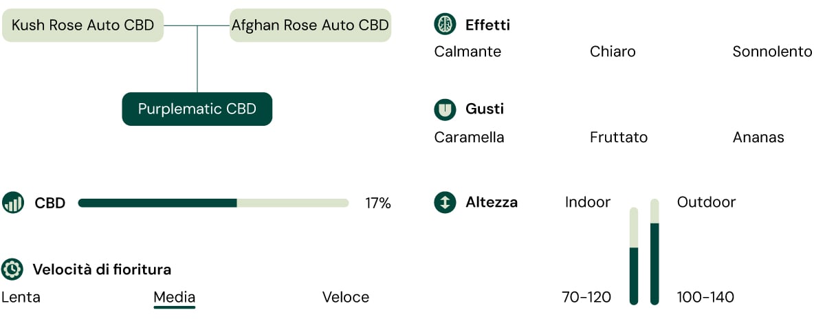 Un'infografica che dettaglia le caratteristiche della varietà Purplematic CBD, evidenziando il suo aroma fruttato, la crescita compatta (70–120 cm) e gli effetti non psicoattivi, rendendola adatta a vari livelli di esperienza dei coltivatori.