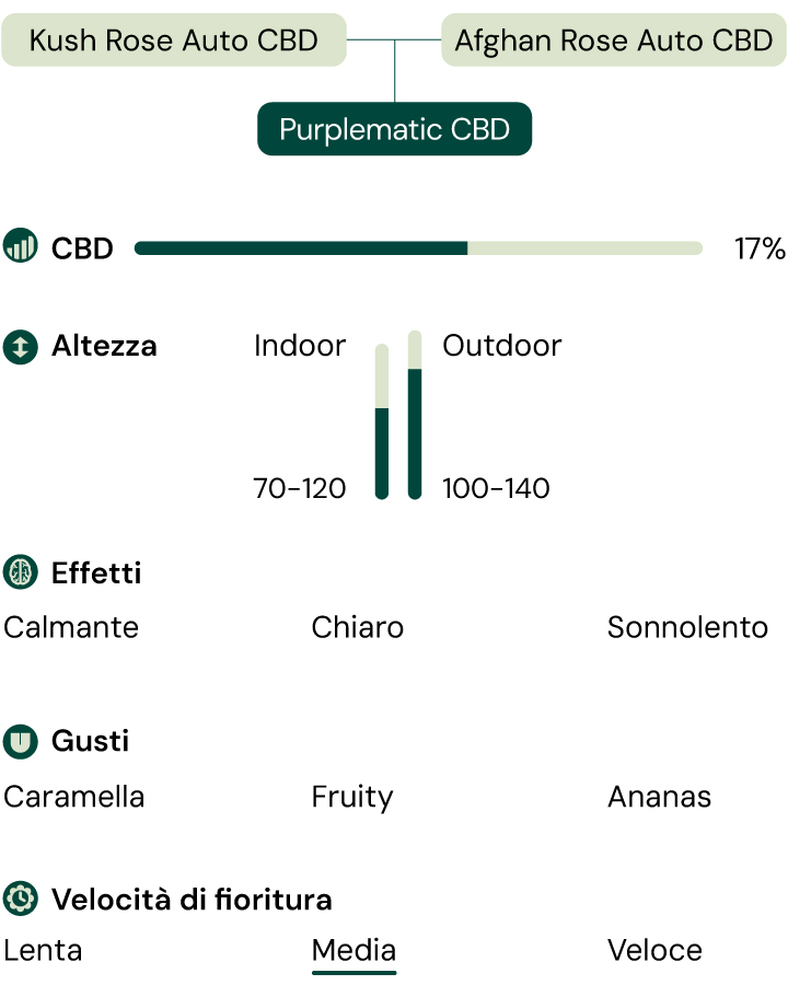 Un'infografica che dettaglia le caratteristiche della varietà Purplematic CBD, evidenziando il suo aroma fruttato, la crescita compatta (70–120 cm) e gli effetti non psicoattivi, rendendola adatta a vari livelli di esperienza dei coltivatori.